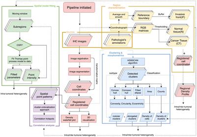 Digital Pathology Analysis Quantifies Spatial Heterogeneity of CD3, CD4, CD8, CD20, and FoxP3 Immune Markers in Triple-Negative Breast Cancer